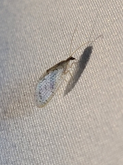Hemerobius