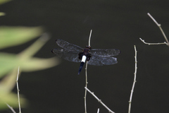 Pseudothemis zonata