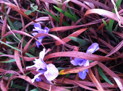 Iris longipetala