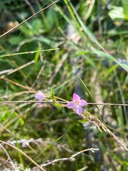 Epilobium minutum