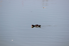 Gallinula galeata cachinnans