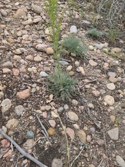 Artemisia campestris