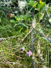 Epilobium minutum