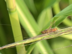 Conocephalus attenuatus