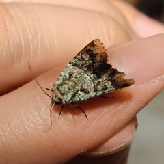 Lacinipolia explicata