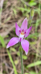 Caladenia latifolia