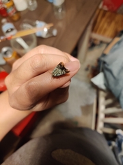 Lacinipolia explicata