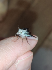 Lacinipolia explicata