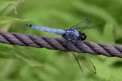 Orthetrum melania melania