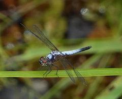 Brachydiplax chalybea