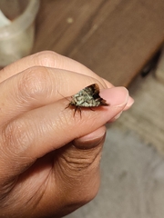 Lacinipolia explicata