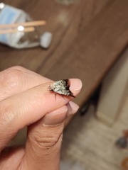 Lacinipolia explicata