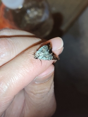 Lacinipolia explicata