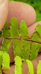 Adiantum pedatum