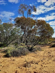 Eucalyptus leptophylla