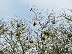 Ploceus cucullatus spilonotus