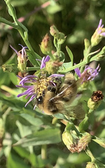 Anthophila