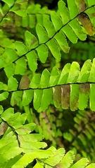 Adiantum pedatum