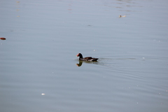 Gallinula galeata cachinnans