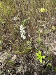 Spiranthes incurva