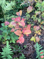 Toxicodendron rydbergii