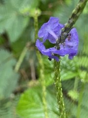 Stachytarpheta cayennensis