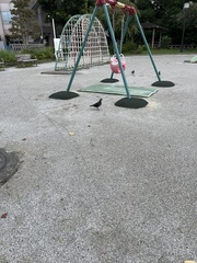 Columba livia domestica