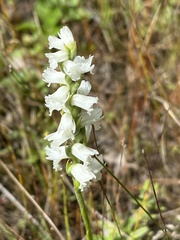 Spiranthes incurva