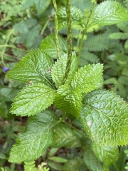 Stachytarpheta cayennensis