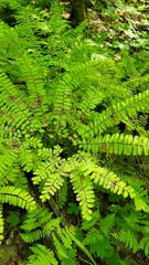 Adiantum pedatum