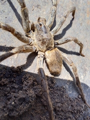 Lycosinae