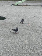 Columba livia domestica