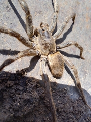Lycosinae