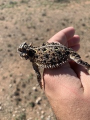 Phrynosoma cornutum