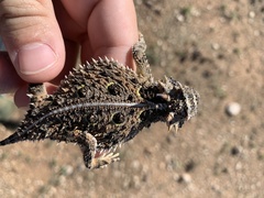 Phrynosoma cornutum