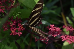Heliconius charithonia vazquezae
