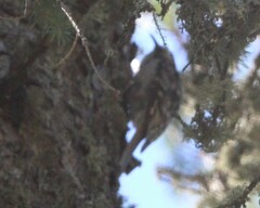 Certhia americana