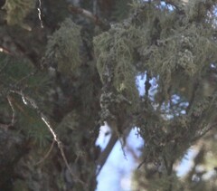 Certhia americana