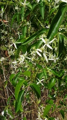 Clematis aristata