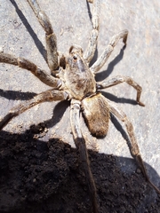 Lycosinae