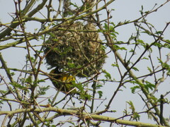 Ploceus cucullatus spilonotus