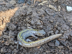 Ambystoma macrodactylum macrodactylum