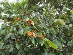 Cupania