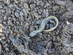 Ambystoma macrodactylum macrodactylum