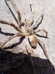 Lycosinae