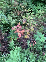 Toxicodendron rydbergii