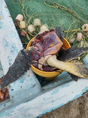 Lepidochelys olivacea