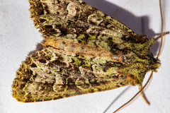 Ichneutica plena