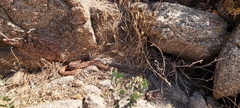 Crotalus ruber