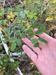 Rosa acicularis